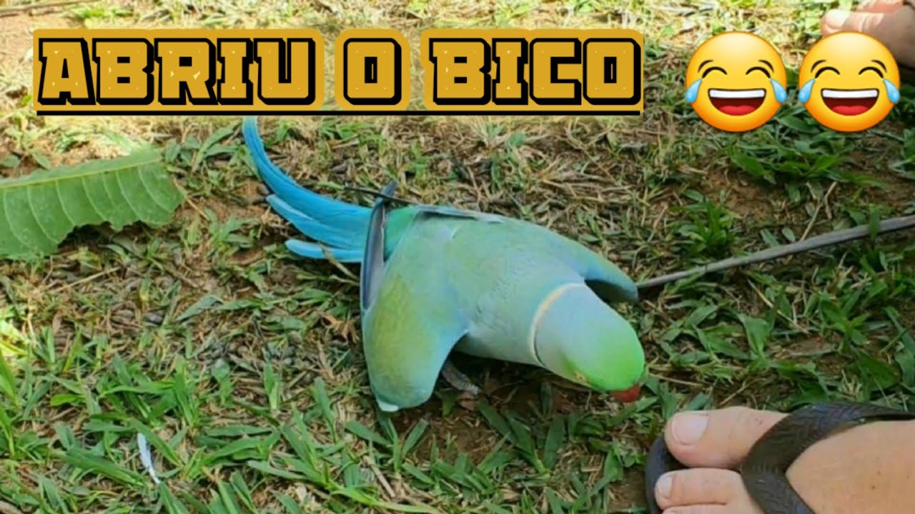 RING NECK FALANDO MUIIITOOOO !!!!!! CONVERSA MAIS QUE UM PAPAGAIO KKKKKK