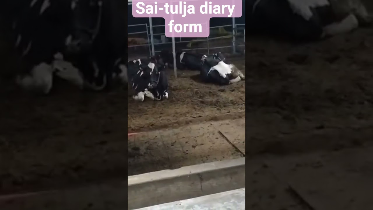 Sai Tulja diary form 🚩 