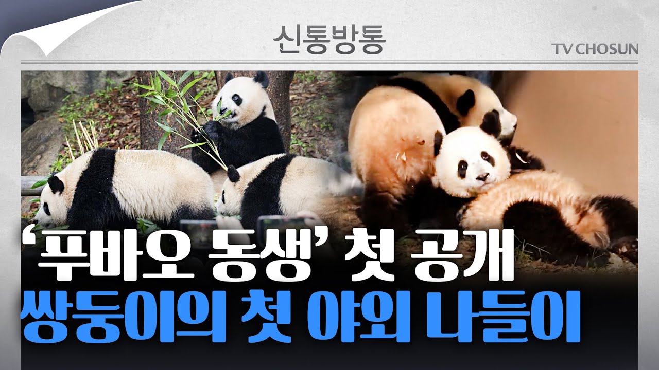 [신통방통] 에버랜드 '푸바오 동생' 판다 쌍둥이, 야외서 팬들과 첫 만남