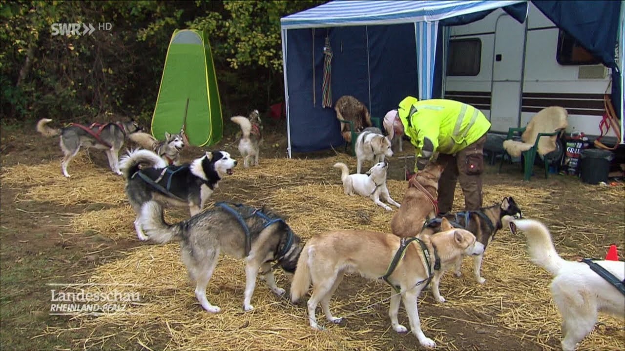 Bruschied Hunsrück 2018: Internationales Schlittenhunde Training