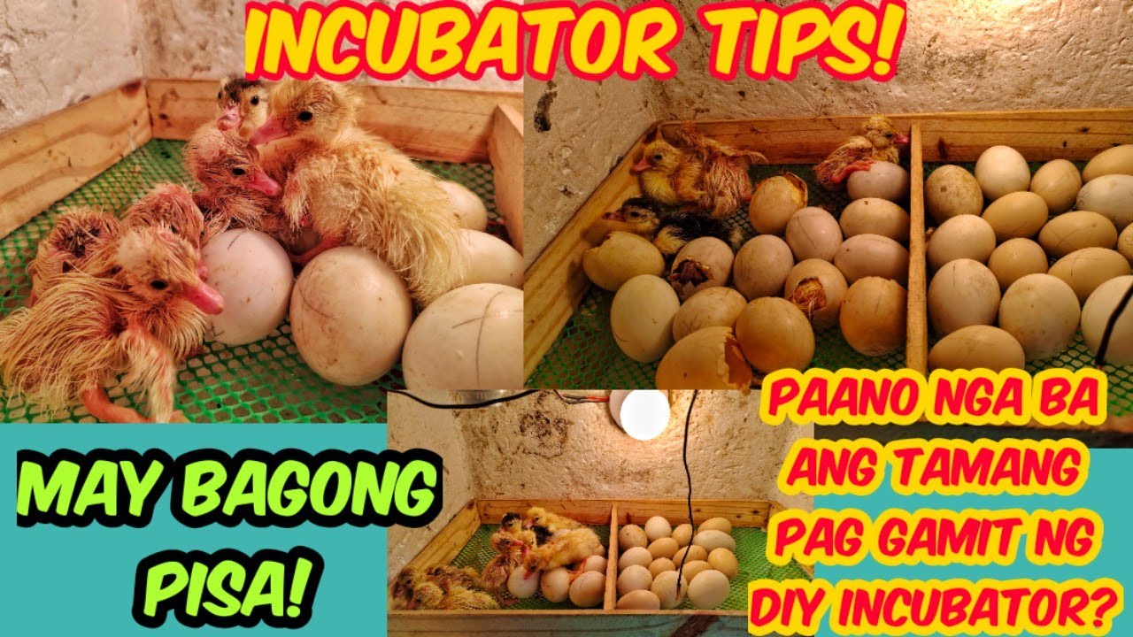 TIPS SA ATING INCUBATOR! | MAY BAGONG PISA NANAMAN TAYO! | DIY INCUBATOR TIPS