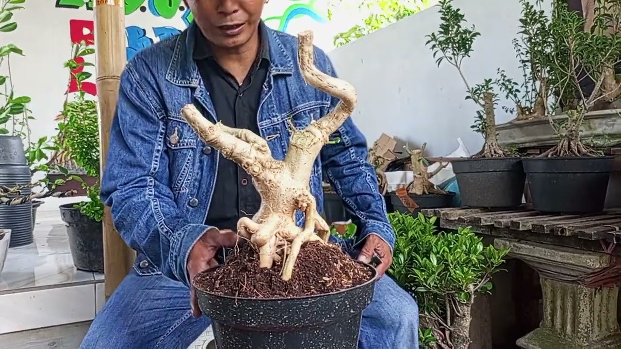 Bahan bonsai mumer bosku ADM+6287865533169#pecintabonsai 
