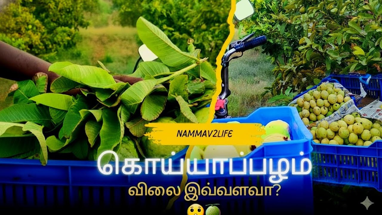 நம்ம தோட்டத்திலிருந்து🥰 நேரா முடுவார்பட்டி மார்க்கெட் வரை👀🍈 #கொய்யாப்பழம்#Guava#NammaV2Life