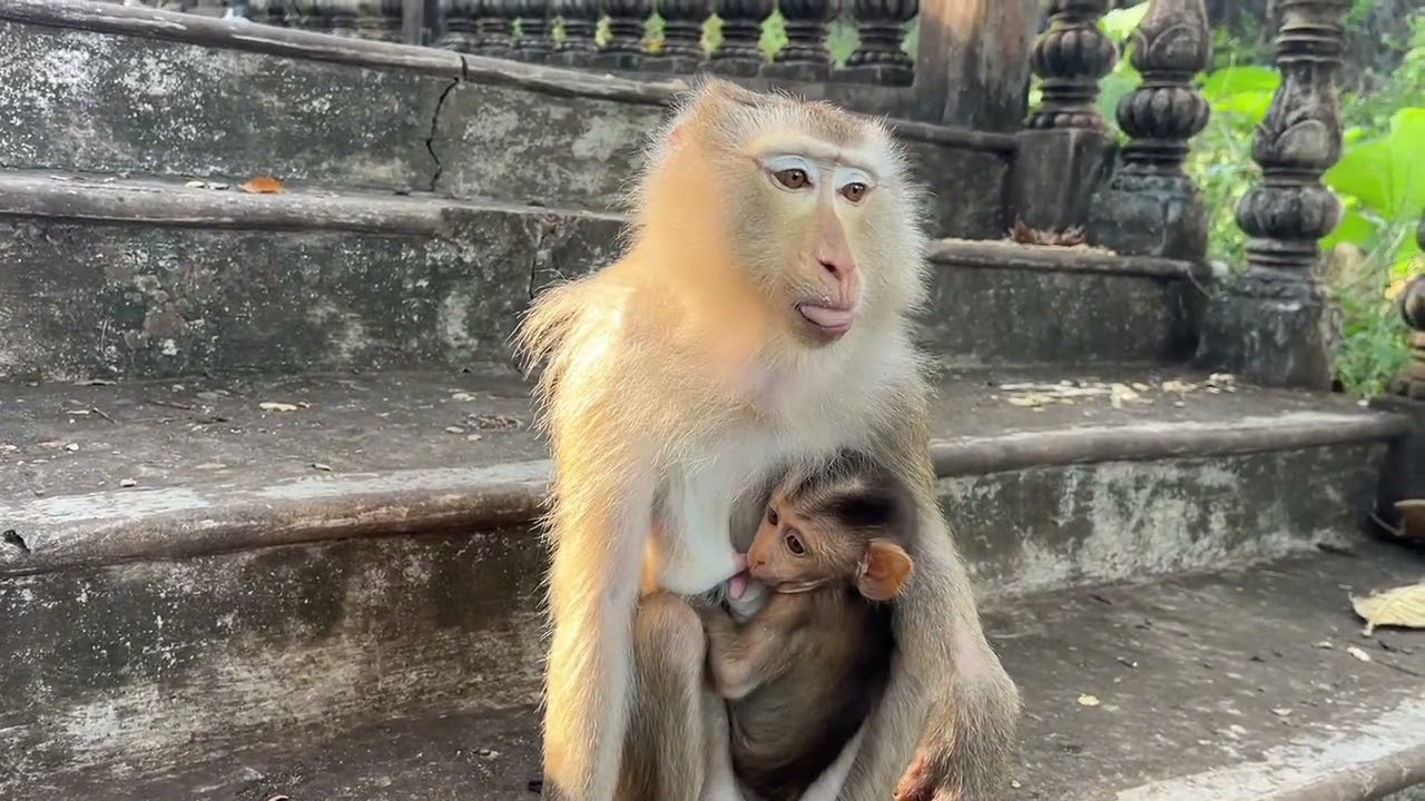 The Happy Monkey Family With Their Two Adorable Babies