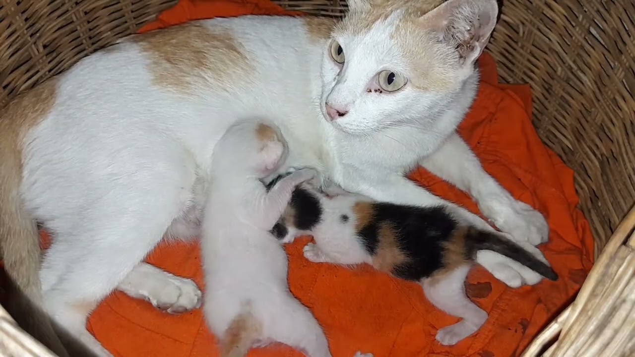 Feeding milk for her beloved newborn kittens they are so beautiful 