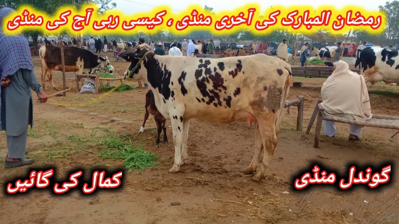 Today Gondal Maweshi Mandi Latest Update||Beautiful 1st And 2nd Timer Pregnant And Milking Cows 
