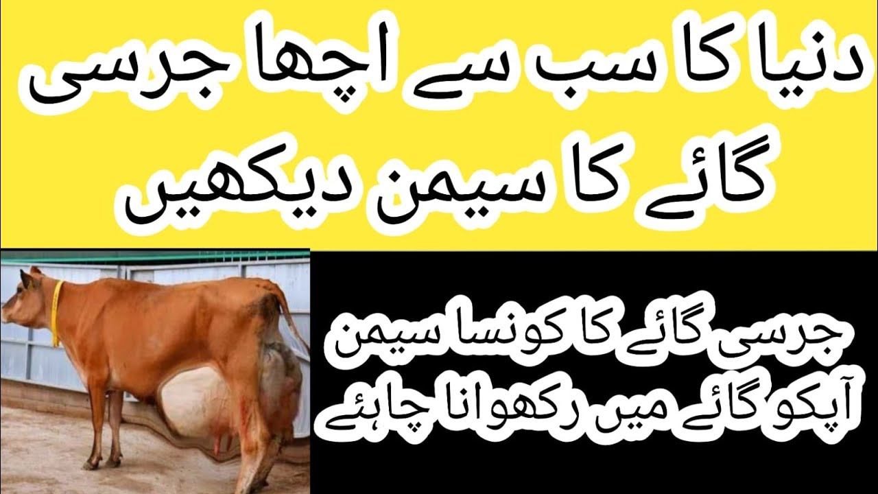 World top 5 Jersey bulls II Best Jersey bull semens in the world II Dr. Muzzammil Hassan