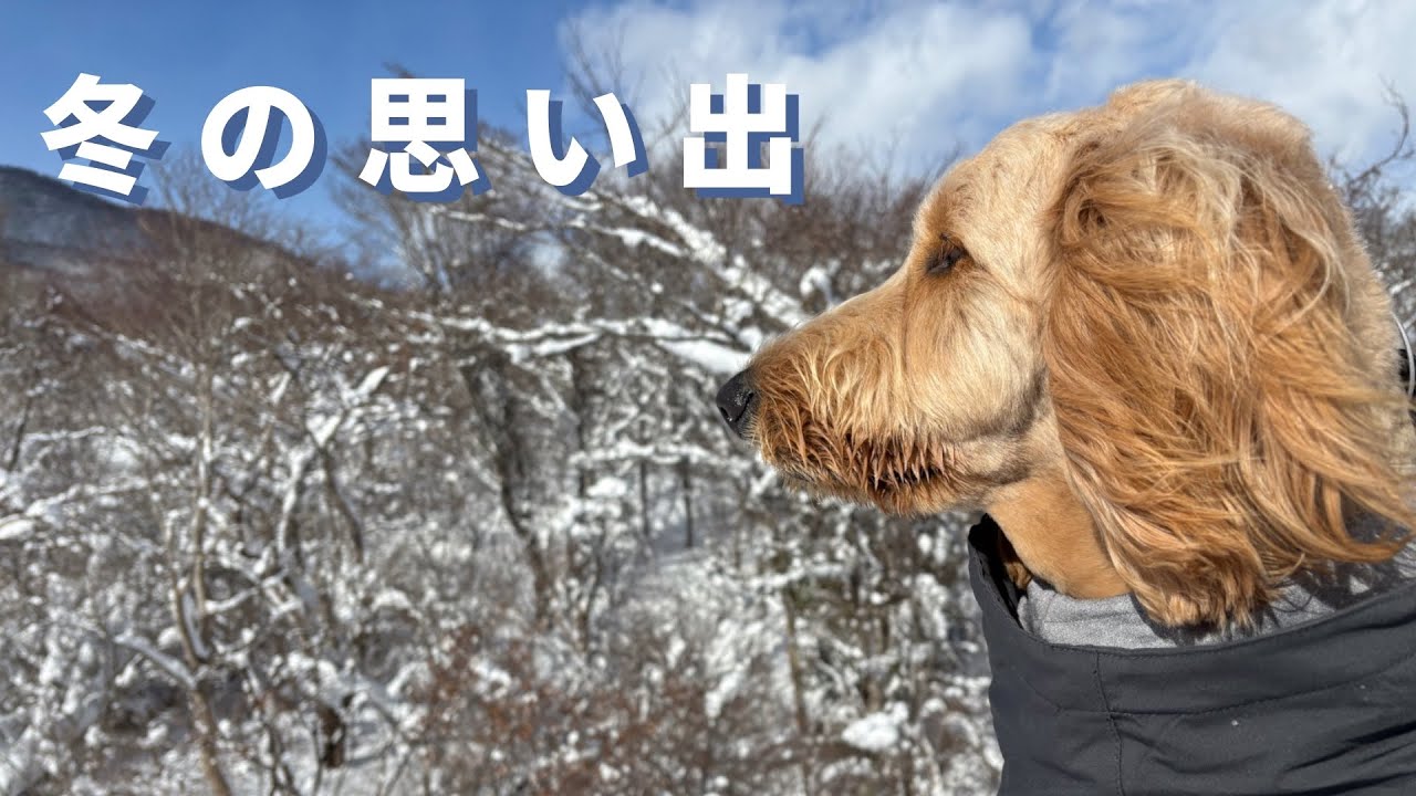 【愛犬と1泊2日スキー旅行】黒姫高原スノーパーク｜DAY1