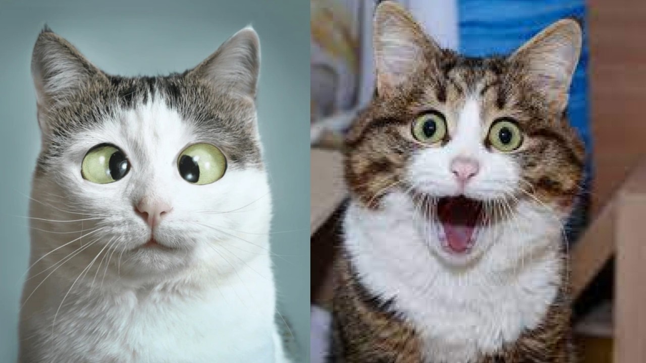 🤣🤪 Nonstop Laughter: 1 Hour of Hilarious Cat Fails That Will Crack You Up 🤣🤪