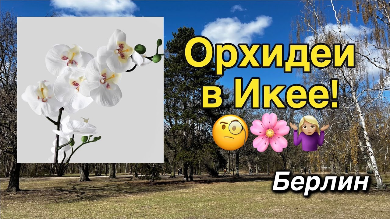 #обзор: орхидеи в Икее Берлин!