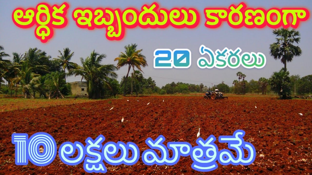 20 Acres Farm Land for Sale near Macherla | Palnadu District | Durgi Mandalam | Clear Title Land