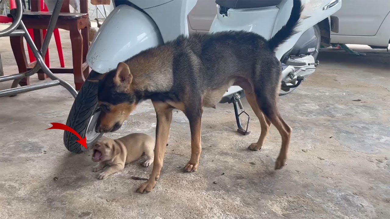 mother dog angry with her baby
