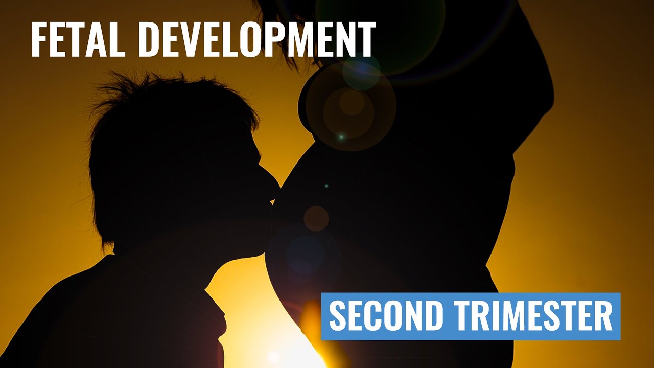Second Trimester Fetal Development | Maternity Nursing | NCLEX Review | Christina NP | Caring Casa