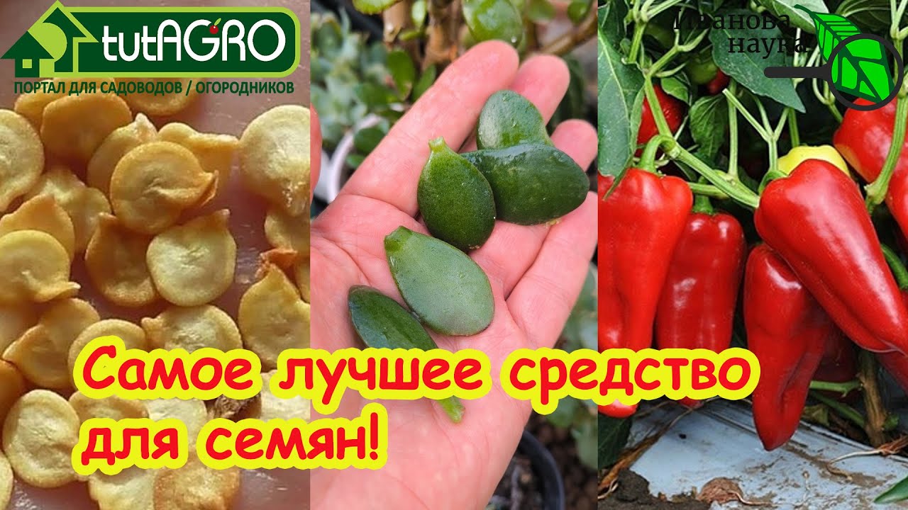 Торпеда для СЕМЯН СВОИМИ РУКАМИ: взрыв прорастания! Как разбудить любые семена? Активатор всхожести!