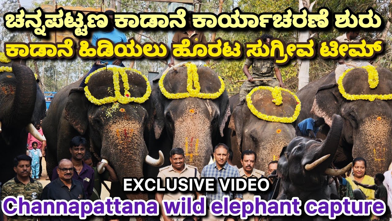 ಇಂದು ಕಾರ್ಯಾಚರಣೆ ಶುರು! 🔥 6 ಕುಮ್ಕಿ ಆನೆಗಳ ಗರ್ಜನೆ – ಧನಂಜಯ & ಸುಗ್ರೀವ ತಂಡದ ಎಂಟ್ರಿ 💥