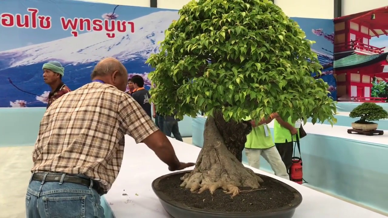 Bangkok Bonsai บรรยากาศในงานบางกอกบอนไซ ครั้งที่ 1