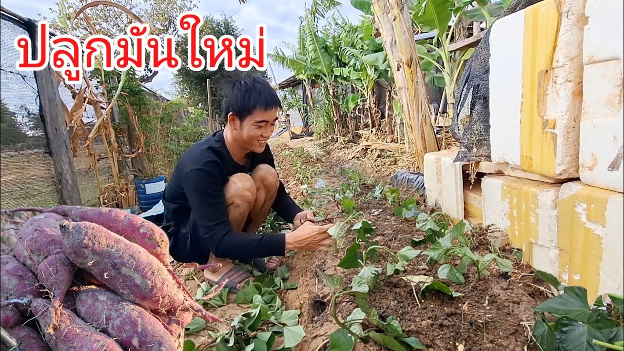 บ่าวน้ำปลูกมันหลังบ้าน