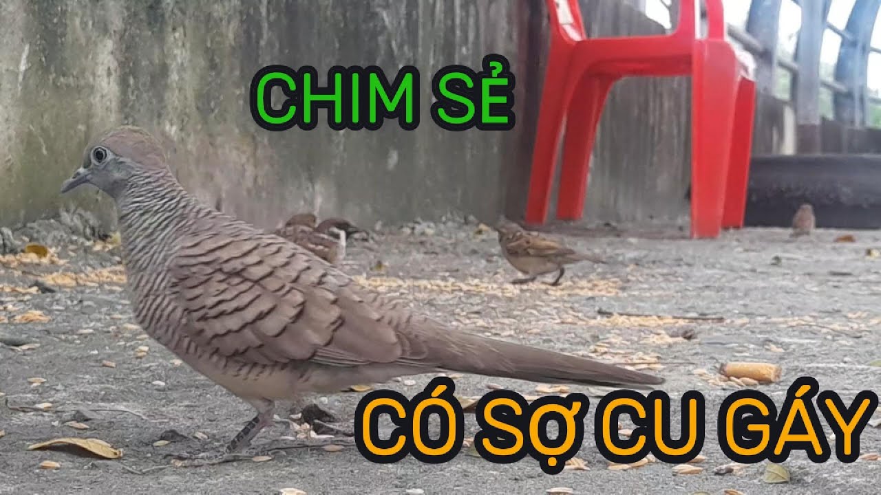 Chim Sẻ Có Sợ Cu Gáy Không? Thử Thách 