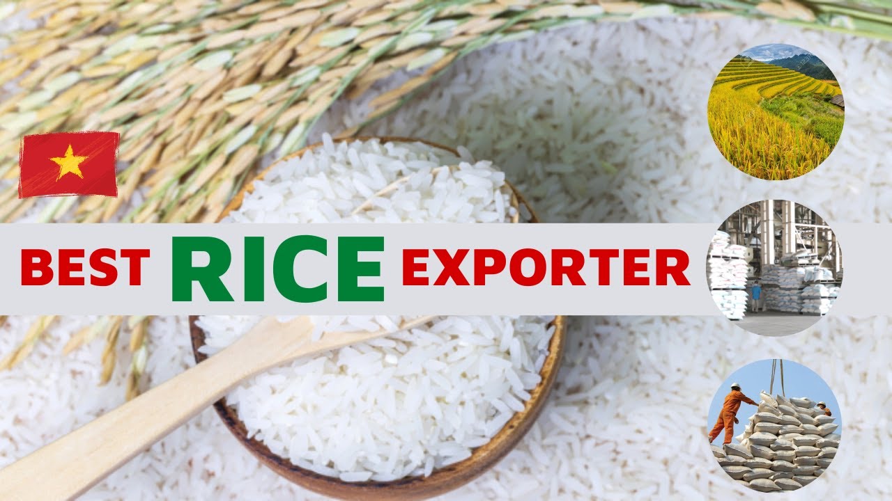 Vietnam Rice Exporter | Vietnamese Best Rice Wholesaler