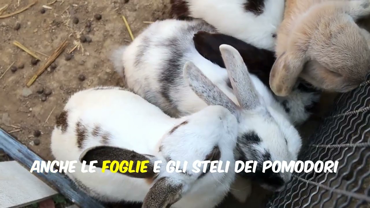 Cosa NON DARE MAI ai CONIGLI!