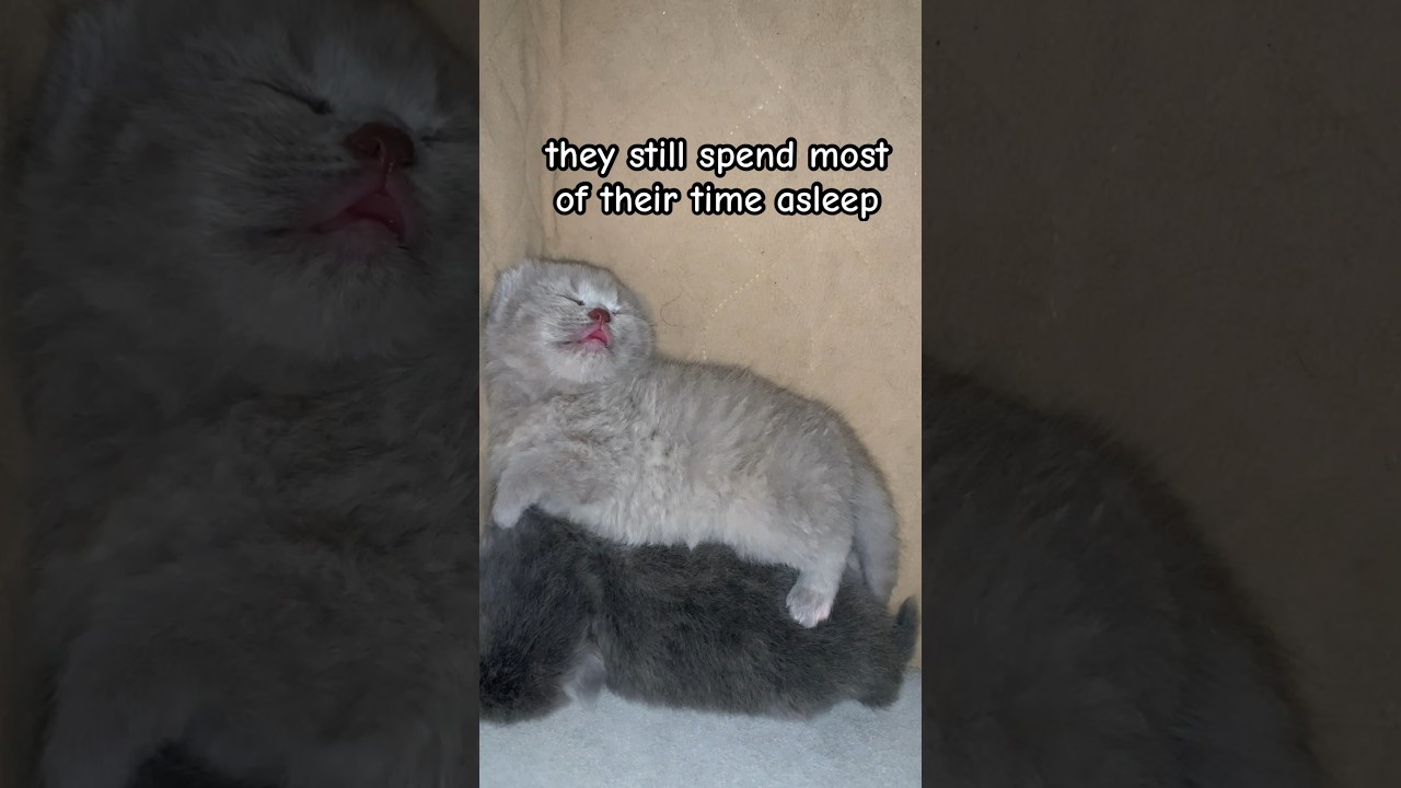 Two week old kittens, what to expect