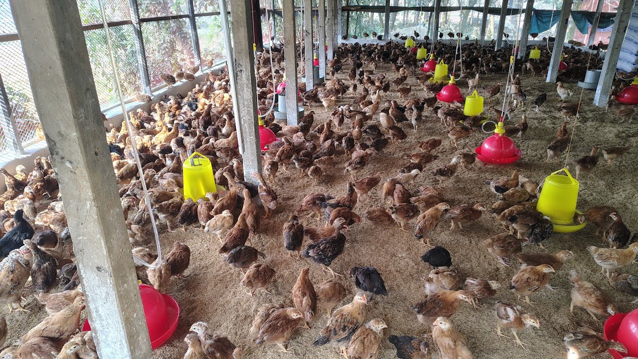 বোর্ডিং সেট থেকে বড় সেটে সোনালী মুরগি ট্রান্সফার করলাম। Raiyan Agro