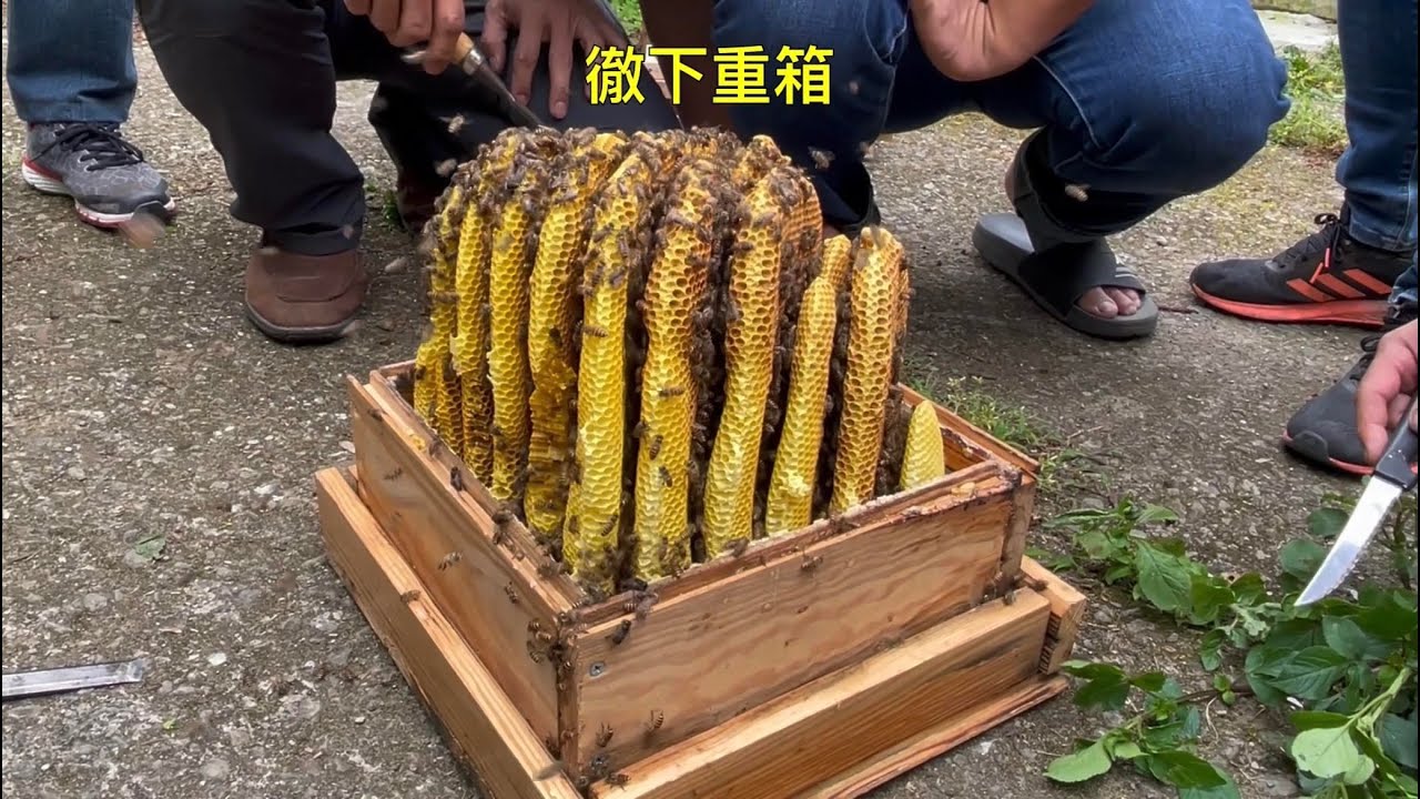 城市養野蜂 重箱自來蜂過箱