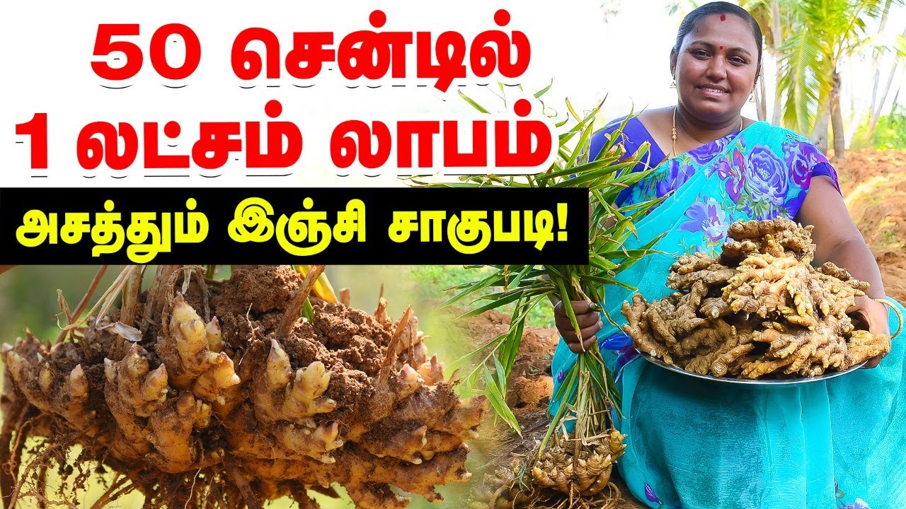 50 சென்டில் 1 லட்சம் லாபம்... அசத்தும் இஞ்சி சாகுபடி! Ginger Cultivation
