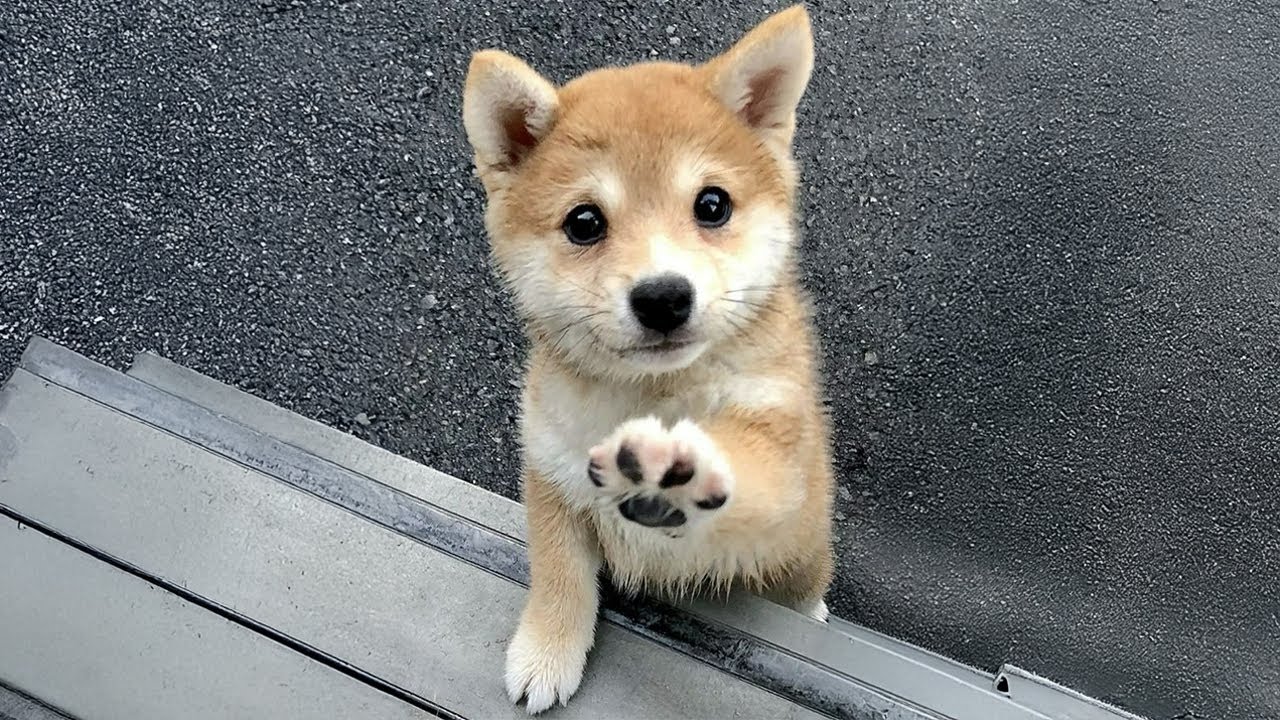 Try Not to Laugh! Hilarious Dogs & The Cutest Puppies Videos of the Year 😂🐕