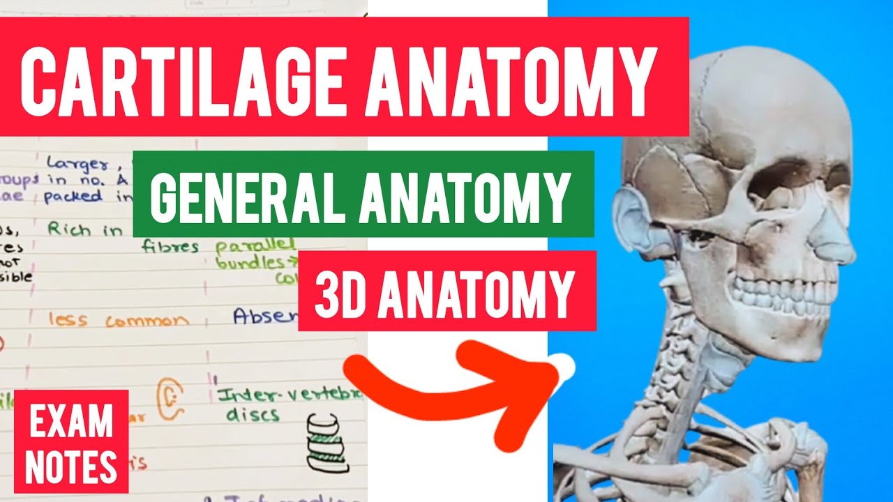 Cartilage anatomy | classification | 3d general anatomy | Exam notes 