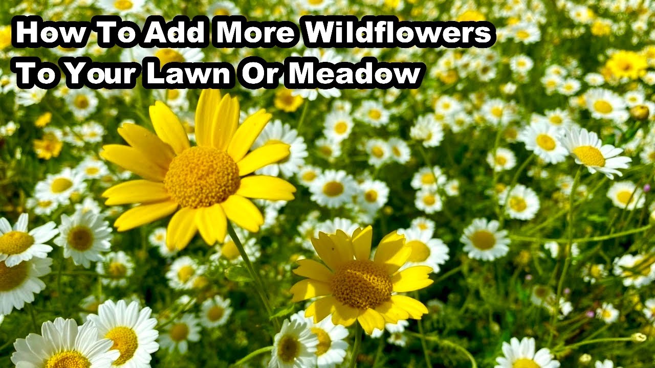 Как превратить свой газон в луг с полевыми цветами