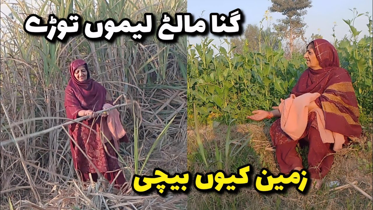 Mere Bhai Ka Dera | Maine Zameen Kyun Bechi | Ganna, Kinnu, Nimbu | Gaon Life By Sakina Ki Dunya