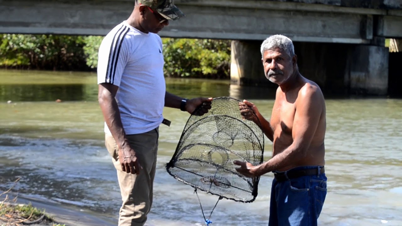 Catching the Serete  Crabs  in Trinidad & Tobago