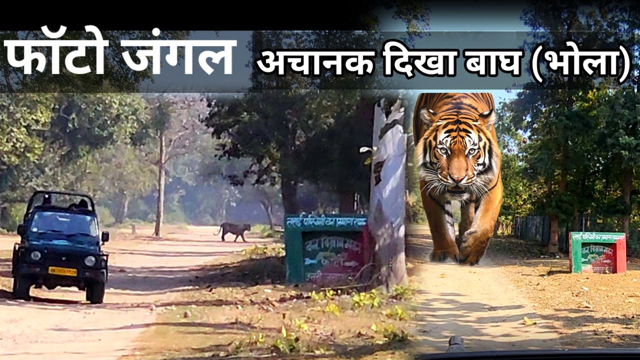 Tiger Sighting (भोला)    phato Zone