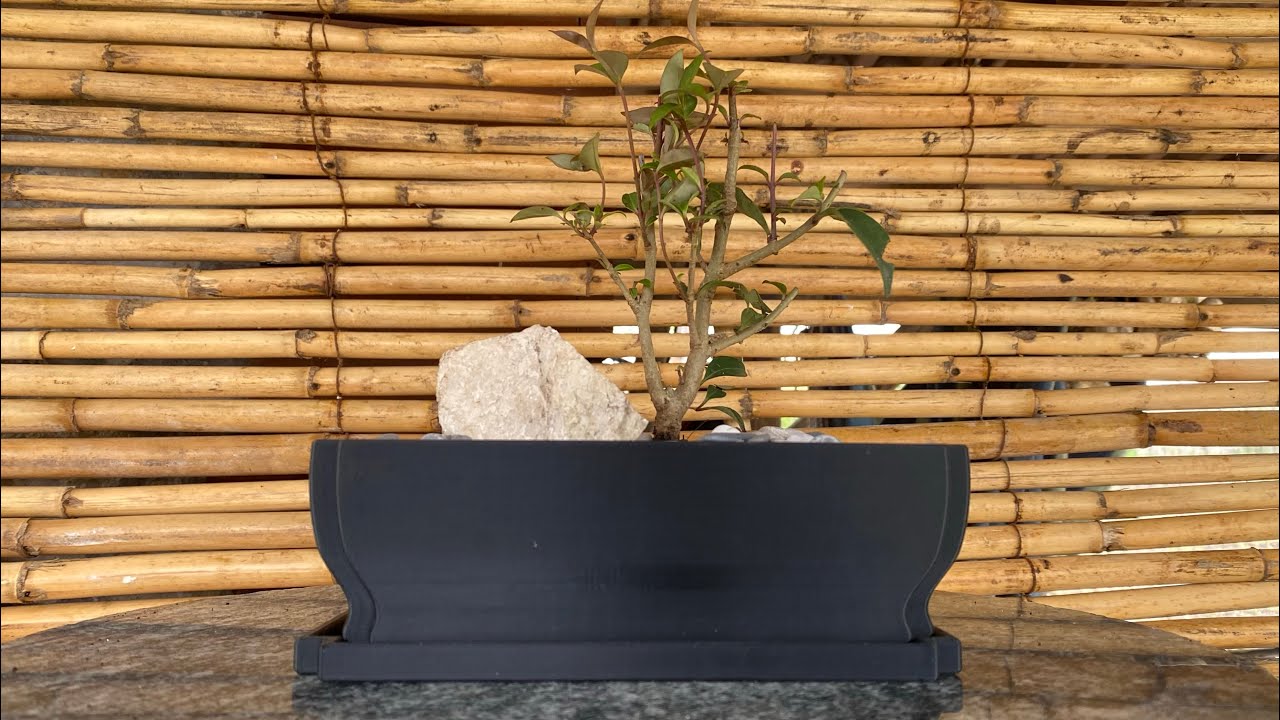 Bonsai Come Iniziare - Bonsai da Seme - Vaso per Bonsai - Prebonsai - Pre Bonsai Consulente Agrario