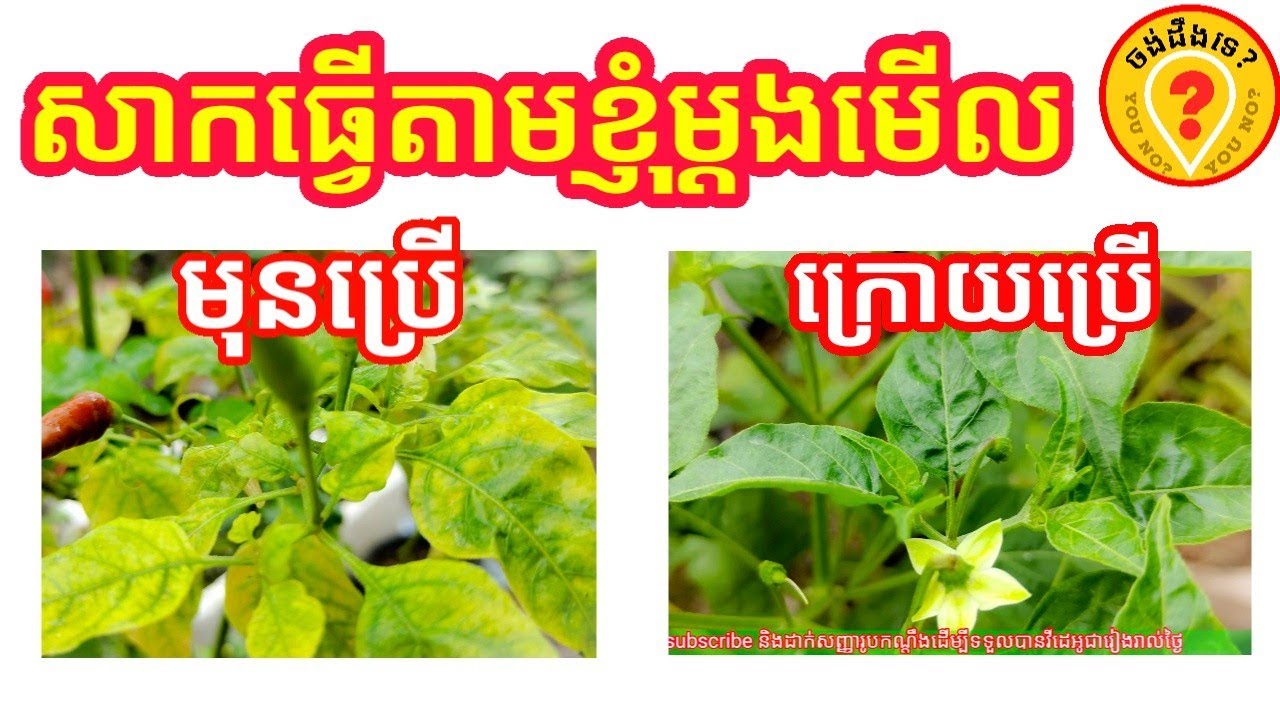 វិធីធ្វើថ្នាំបាញ់លើដើមម្ទេសក្រហមស្លឹក how to make natural drug to relive the yellow leaf on chillies