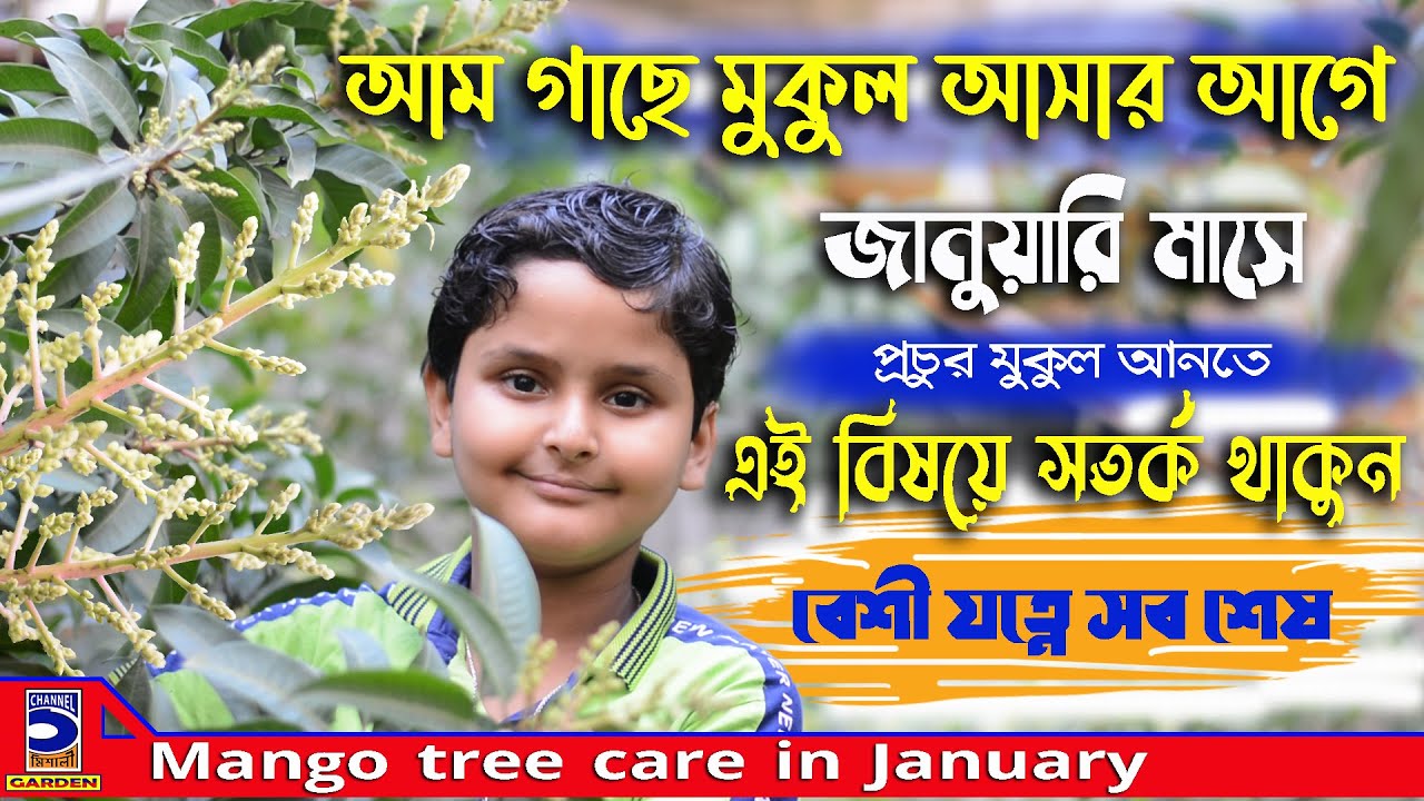 আম গাছে প্রচুর মুকুল আনতে এই বিষয়ে সতর্ক থাকুন ! Mango tree care in January !