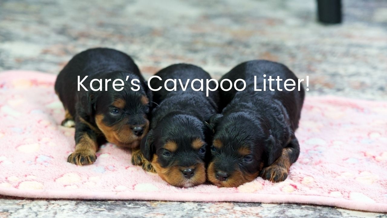 Kare's Cavapoo Litter Is So Beautiful!