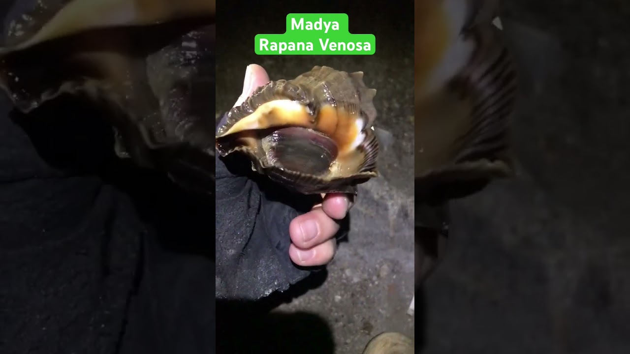 #Madya