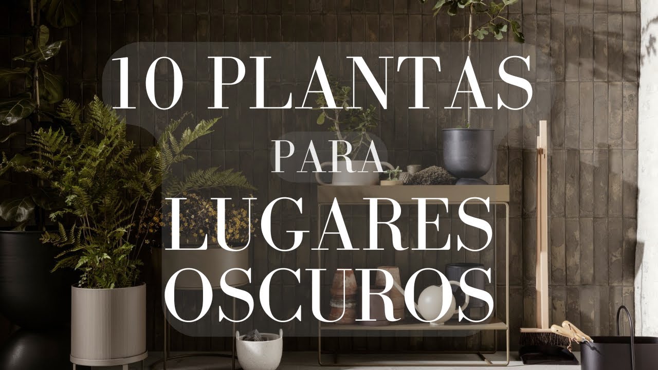 10 Plantas Perfectas para Lugares Oscuros de tu Casa, Plantas para las partes mas oscuras de casa