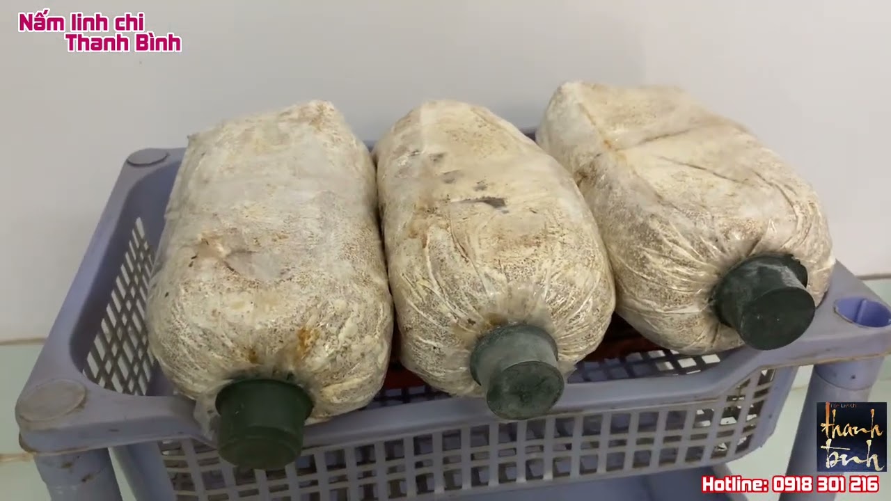 Cách trồng nấm bào ngư tại nhà đơn giản nhất