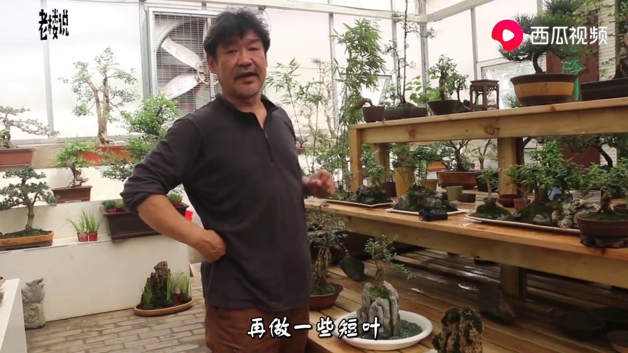松树平行枝应该如何修剪？伤口又要如何处理？大叔来给你传授经验