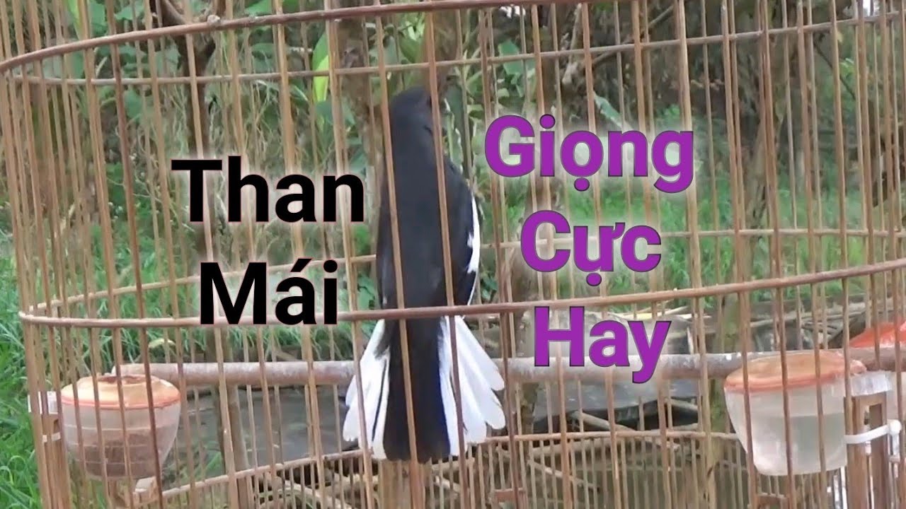 Choè than mái giọng hay kích trống cực đỉnh 2022 | Kích Choè Than Hót