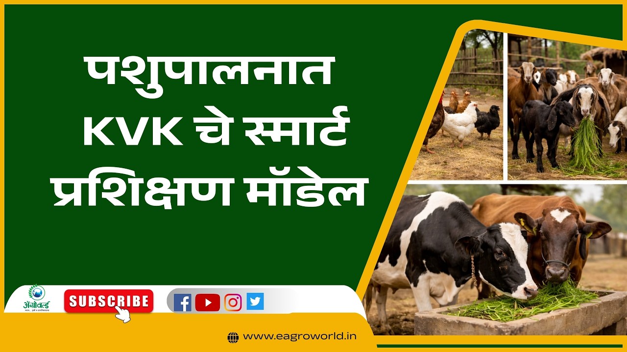 पशुपालनात यश हवे? मग KVK चे स्मार्ट प्रशिक्षण मॉडेल बघाच !