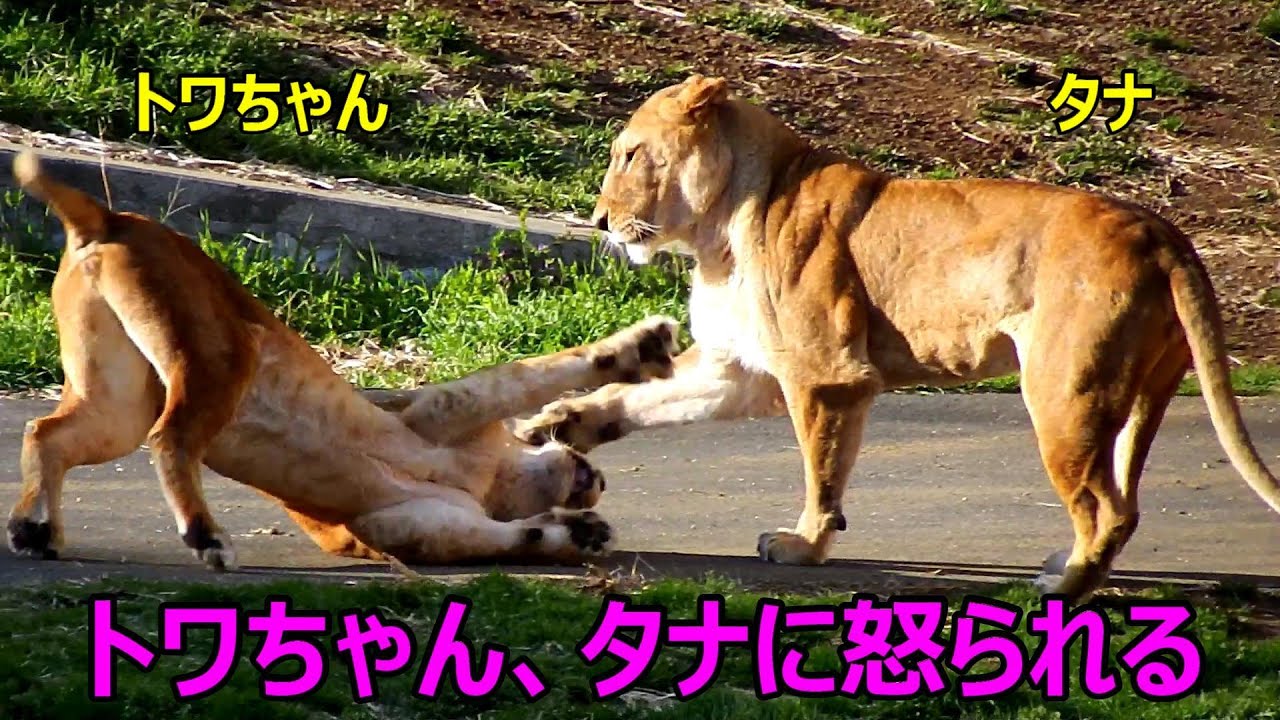 トワちゃん、タナに怒られる　Lion (ライオン)　多摩動物公園