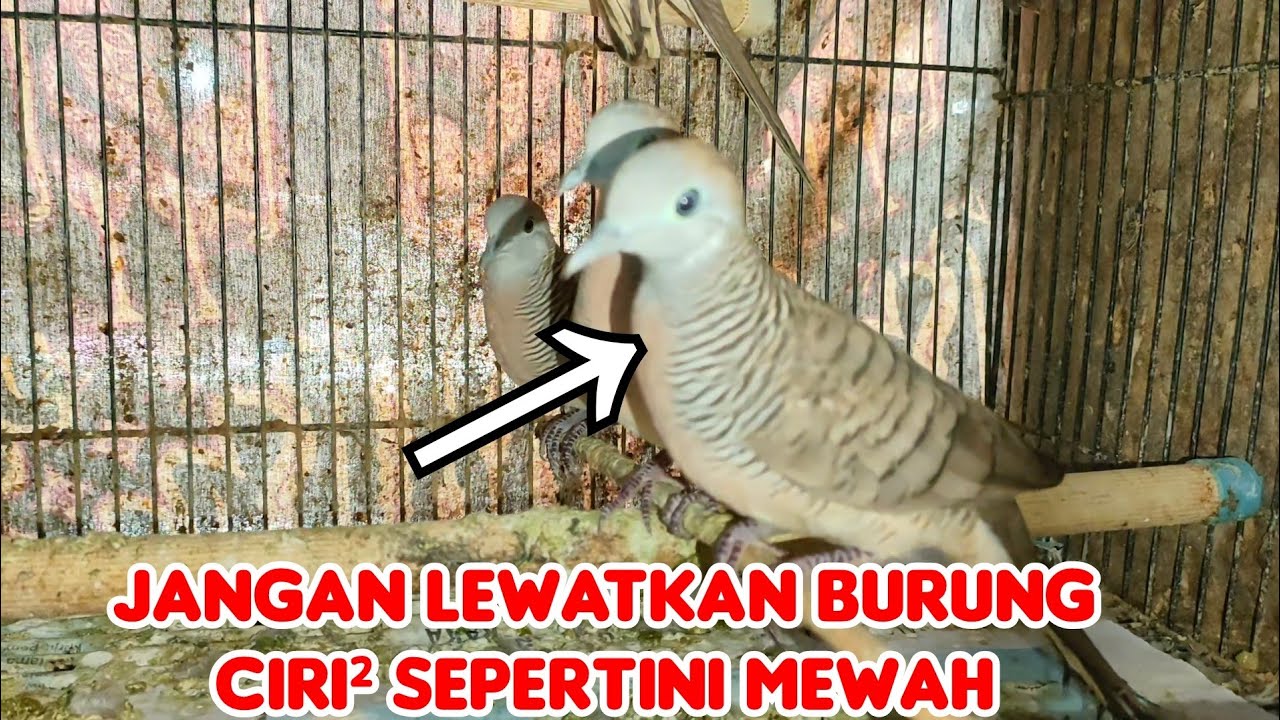 JANGAN LEWATKAN BURUNG PERKUTUT LOKAL ALAM,CIRI-CIRI SEPERTI INI MEWAH