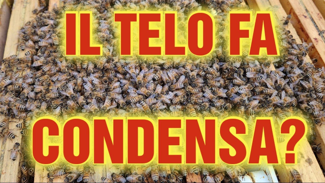 Apicoltura CD: Il telo provoca condensa? Capiamo da cosa dipende