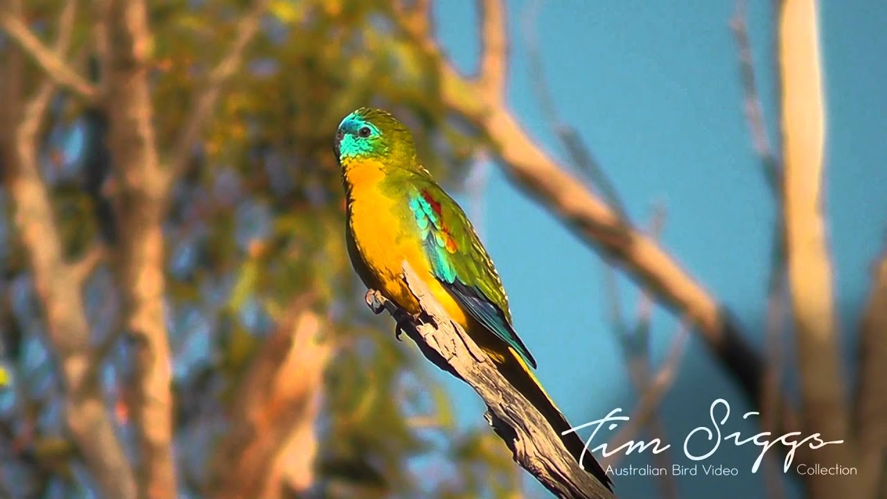 Turkquoise  Parrot Neophema pulchella HD Video 1/1 Australian Bird Media.
