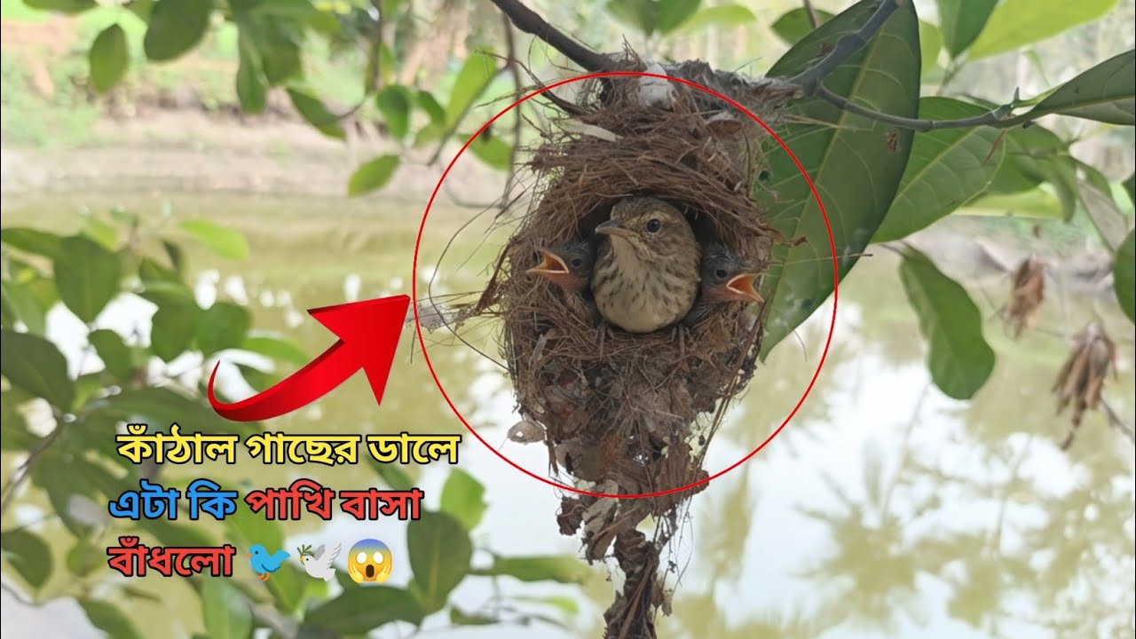 কাঁঠাল গাছে একি পাখির বাসা! 😱 সাথে আমাদের ড্রাগন ফলের বাগান #dailyvlog #bengalivlog #vlog 