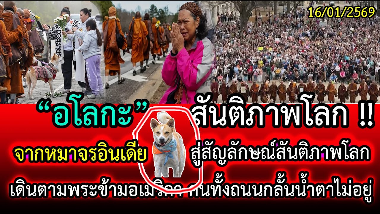 จากหมาจรอินเดีย สู่สัญลักษณ์สันติภาพโลก! “อโลกะ” เดินตามพระข้ามอเมริกา คนทั้งถนนกลั้นน้ำตาไม่อยู่
